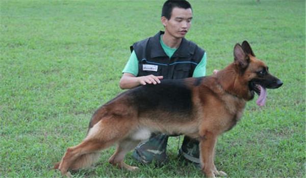 因犬制宜，區(qū)別對待