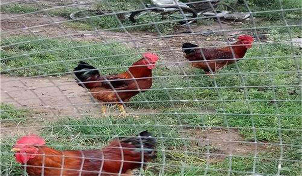 公、母分欄飼養(yǎng)