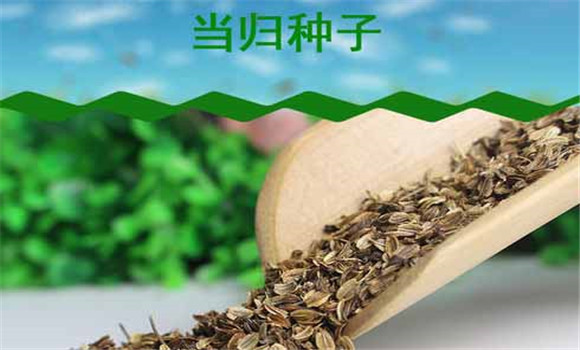 當歸種植技術(shù)要點