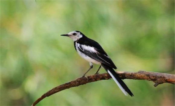 食谷鳥類