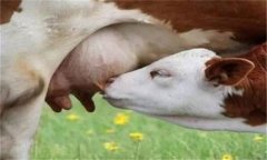 羊乳房炎癥腫塊怎么治療，是怎么引起的