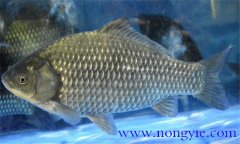 鯽魚有幾種，鯽魚種類知多少？
