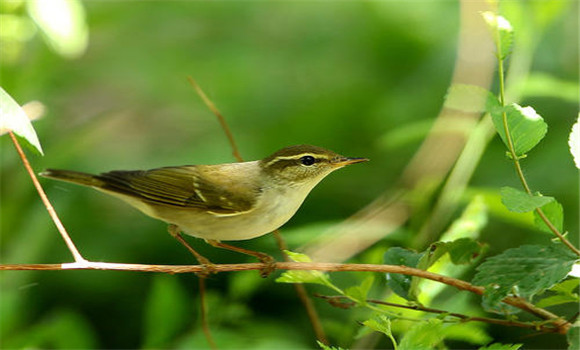 柳鶯鳥(niǎo)的飼養(yǎng)