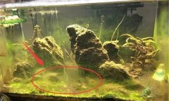 水族箱水渾濁怎么辦、用什么藥 如何布置水草