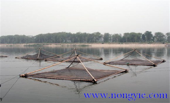 革胡子鯰的高密度飼養(yǎng)