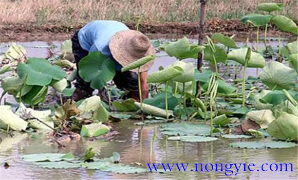 如何養(yǎng)殖甲魚 養(yǎng)殖甲魚技術(shù)要點(diǎn)