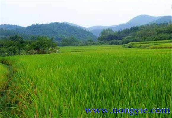 稻田養(yǎng)殖羅非魚(yú)的方法