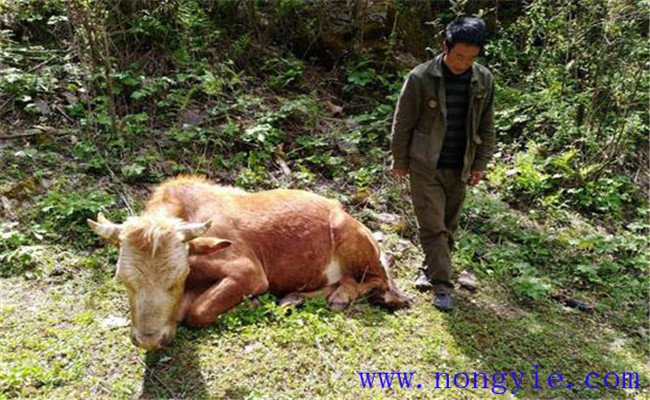 牛食用爛紅薯中毒的癥狀表現(xiàn)、診治與治療方法