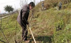 李子樹施肥方法及時間 李子種植管理技術(shù)要點