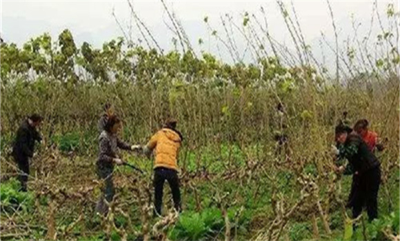 桑樹施肥的技術(shù)要點