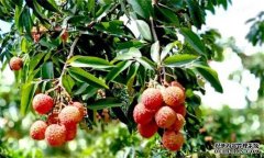 荔枝需要什么種植環(huán)境？荔枝種植技術(shù)有什么？