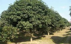 石楠是喬木還是灌木？石楠樹簡(jiǎn)介