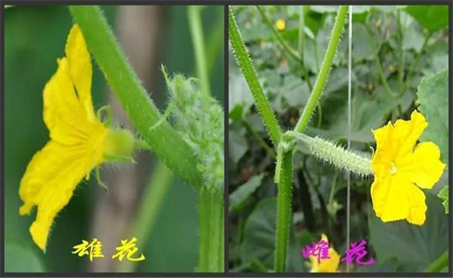 增加雌花數(shù)的黃瓜調(diào)節(jié)劑