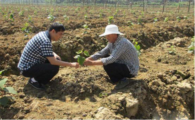 過(guò)磷酸鈣跟農(nóng)家肥混施效果怎么樣