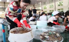 梭子蟹一般在幾月份上市，怎樣挑選肥的梭子蟹