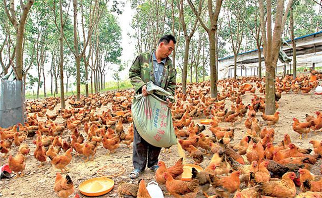 養(yǎng)雞用鹽的講究:飼料食鹽用量、食鹽中毒的防治