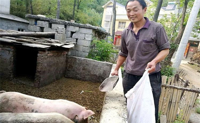 農村庭院養(yǎng)豬的優(yōu)勢與好處