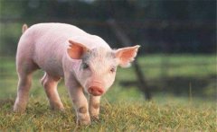 怎樣增加有益微生物菌群、保護(hù)仔豬腸道