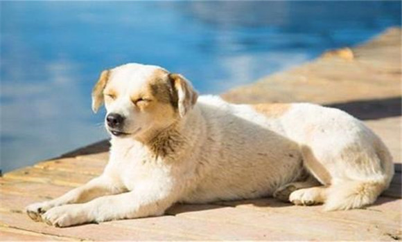 怎樣養(yǎng)好老齡犬，養(yǎng)殖老齡犬應(yīng)注意哪些問題