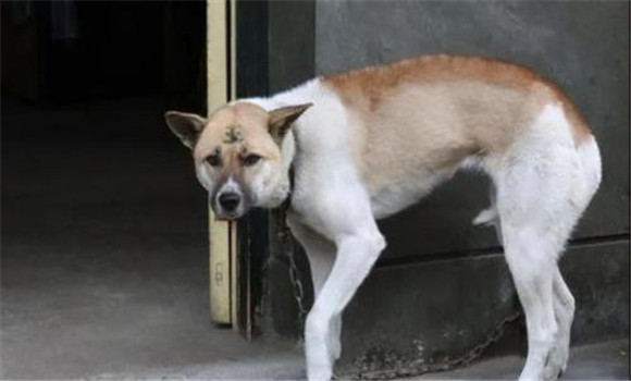 狗都怕什么？犬在什么情況下會表現(xiàn)出恐懼感