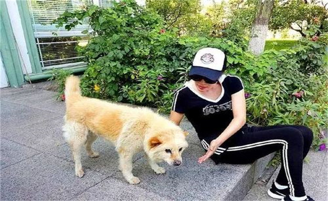 怎樣喂養(yǎng)妊娠犬、哺乳犬