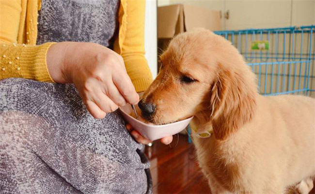 如何給犬喂藥