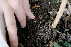 多菌靈可以直接拌花土嗎？多菌靈土壤消毒方法
