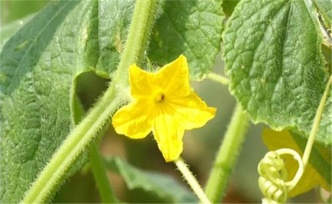 黃瓜只開雌花不開雄花怎么辦