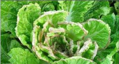 大白菜爛心是怎樣回事 大白菜已爛心還能吃嗎？