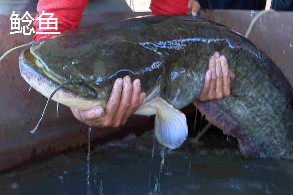 黑魚(yú)與鯰魚(yú)有什么區(qū)別