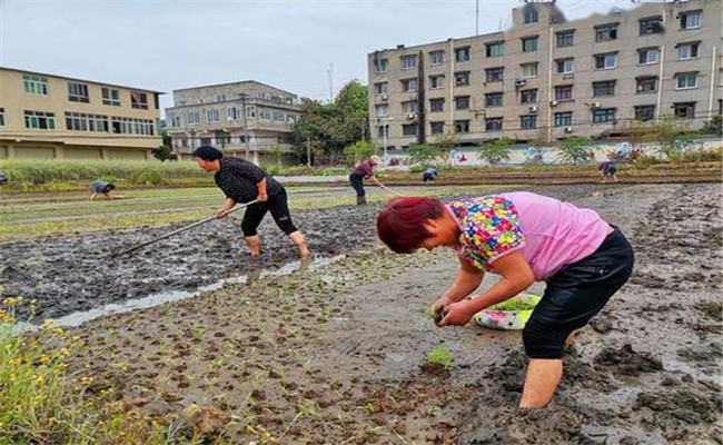 谷雨兩旁，西瓜下秧