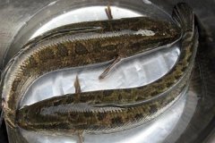 黑魚(yú)最大能長(zhǎng)多少斤，黑魚(yú)與鯰魚(yú)有什么區(qū)別