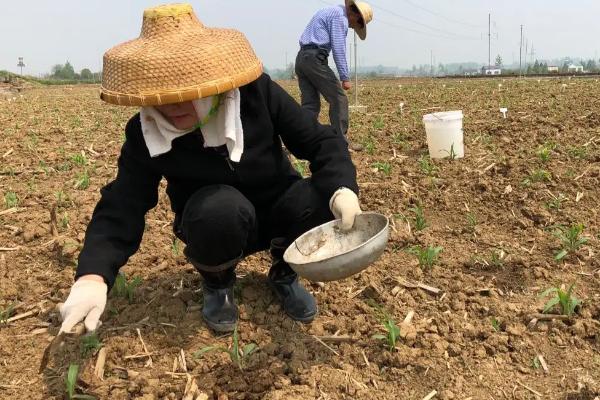 種植玉米怎么施底肥