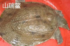 山瑞鱉是國家保護(hù)動物嗎 山瑞和甲魚有什么區(qū)別