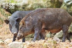 野豬一般幾點出來活動，野豬和疣豬哪個更厲害