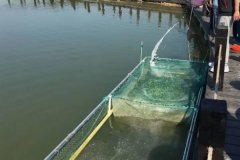 敵百殺魚(yú)塘能用嗎?魚(yú)塘使用敵百殺蟲(chóng)劑注意事項(xiàng)