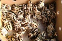 鵪鶉育雛技術(shù)要點(diǎn)：育雛濕度、溫度與密度要求