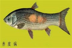 養(yǎng)殖魚(yú)類怎樣防治赤皮病？如何預(yù)防？