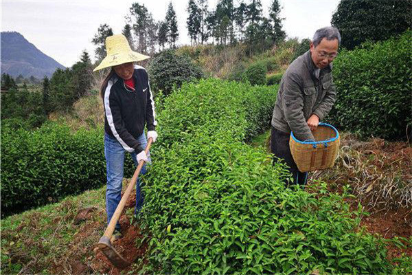 幼齡茶樹的除草、松土