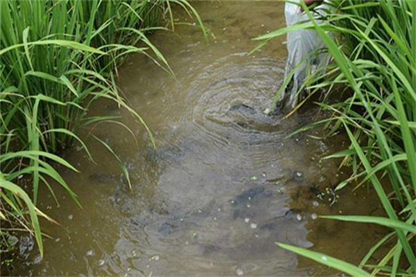 羅非魚(yú)的稻田放養(yǎng)方法與步驟