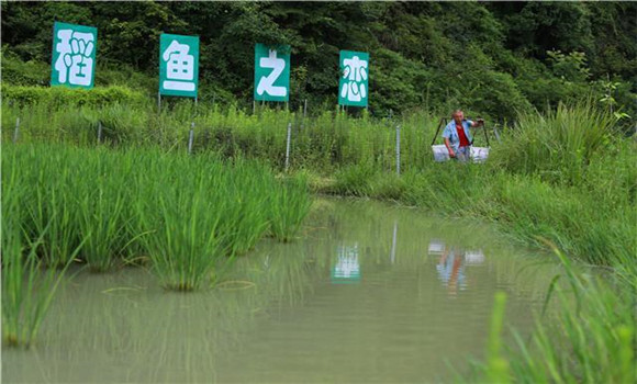 放養(yǎng)方法