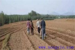 小麥種子畝用量是多少，播種前需不需要泡水