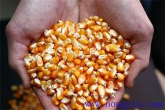 隔年的玉米種子還能發(fā)芽嗎？玉米畝用多少種子