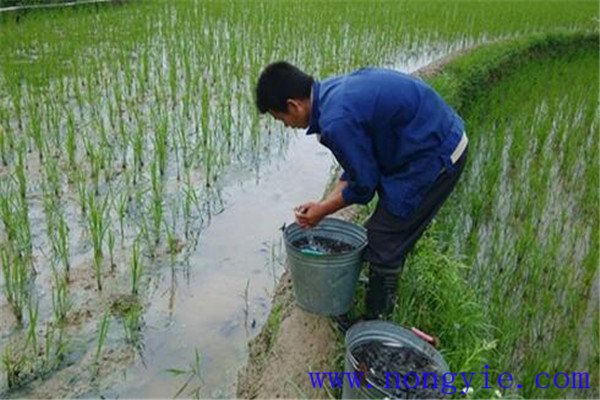 稻田養(yǎng)殖草魚發(fā)病率低，容易管理