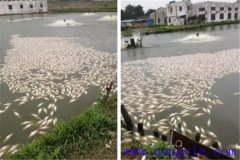 池塘魚中毒與泛塘有什么區(qū)別，如何辯別？