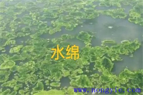 如何清除和控制水綿、水網(wǎng)藻和湖靛等敵害生物