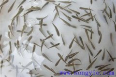 怎樣高效益養(yǎng)殖異育銀鯽 其魚苗魚種如何培育？