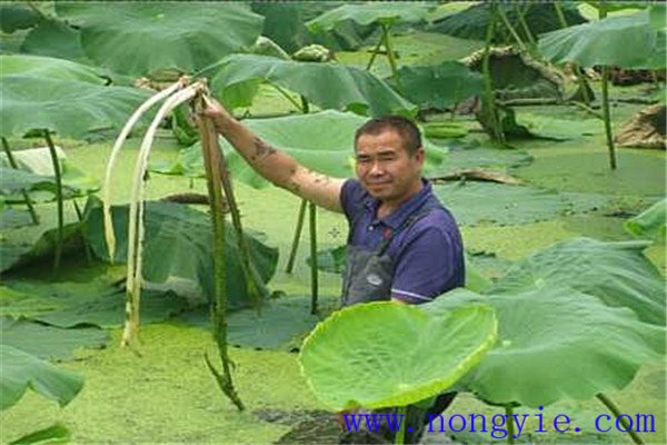 魚(yú)種的放養(yǎng)