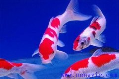 在水族箱中喂養(yǎng)錦鯉要注意些什么？