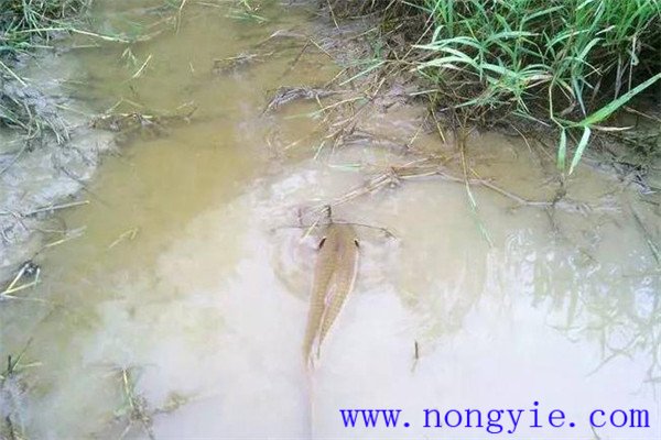 怎樣利用小山塘、魚池、坑凼培育魚苗、魚種